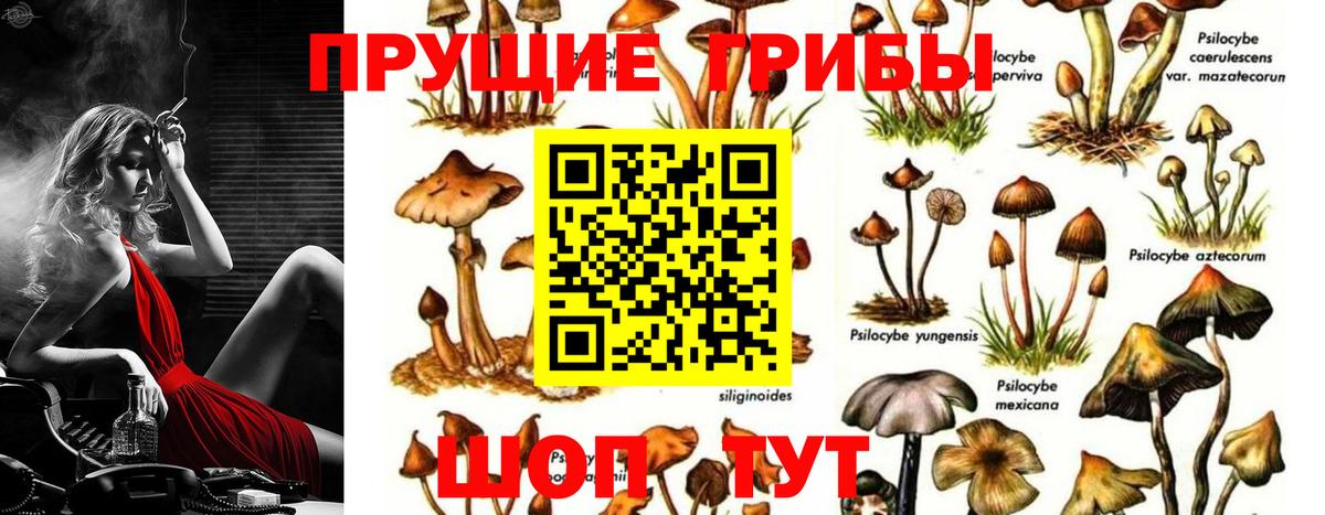 Псилоцибиновые грибы MAGIC MUSHROOMS  Вход с VPN  Избербаш 